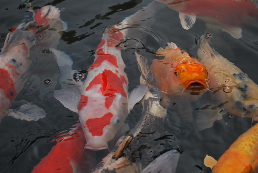 Akizuki Spa Ryokan Seiryuan Asakura  Buitenkant foto